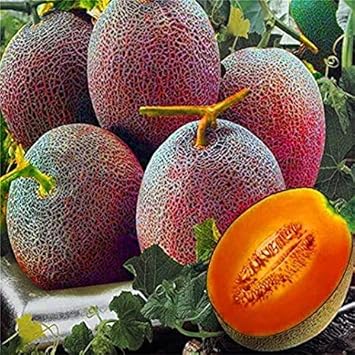 Cantaloupe Fruit Seeds for Planting Red 100 pcs